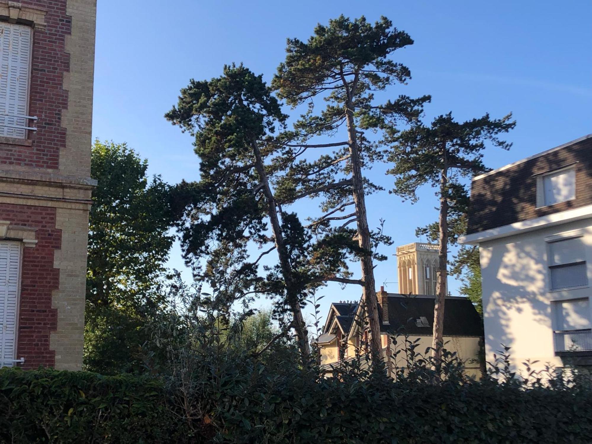 Les Pins Penches Daire Villers-sur-Mer Dış mekan fotoğraf